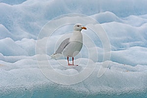 Glaucous Gull on an Iceberg