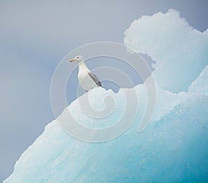 Glaucous gull on an iceberg, Columbia Glacier, Alaska