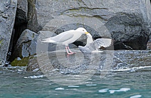 Glaucous Gull Killing a Kittiwake