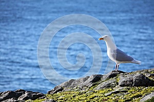 Glaucous Gull (Larus hyperboreus) photo