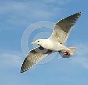 Glaucous Gull, Larus hyperboreus photo