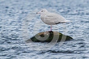 Glaucous Gull - Larus hyperboreus