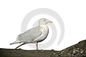 Glaucous gull, Larus hyperboreus photo