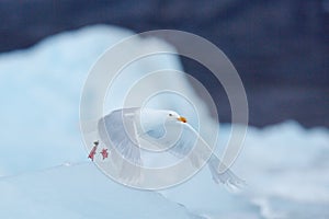 Glaucous gull, Larus hyperboreus on ice with snow. Seal carcass with white gull, Bird feeding blood viscera in nature habitat.