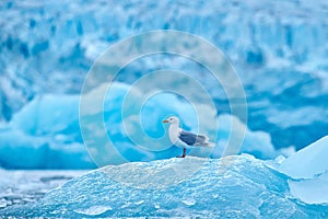 Glaucous gull, Larus hyperboreus on ice with snow. Seal carcass with white gull, Bird feeding blood viscera in nature habitat.