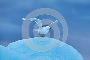 Glaucous gull, Larus hyperboreus on ice with snow. Seal carcass with white gull, Bird feeding blood viscera in nature habitat.