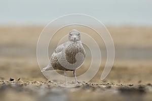 Glaucous gull Larus hyperboreus photo