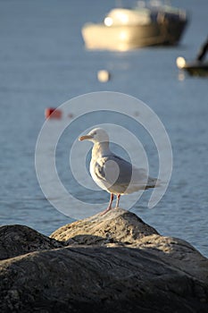 Glaucous gull, Larus hyperboreus, on shore along Arctic ocean