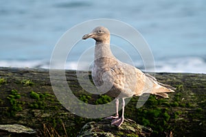 Glaucous Gull resting at seaside beach