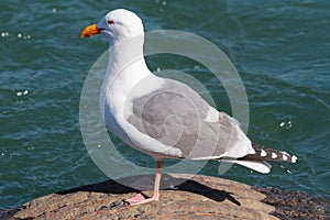 Glaucous Gull Standing On A Rock Next To The Pacific Ocean