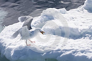 Glaucous Gull, Svalbard archipelago, Norway