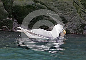 Glaucous gull swallowing a live guiilemot chick photo