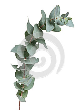 Glaucous leaves of the Eucalyptus tree, on a white background