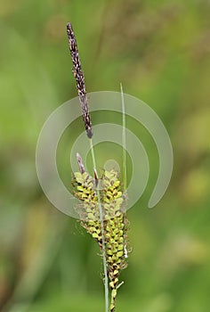 Glaucous Sedge - Carex flacca