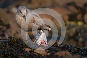 Glaucous-winged Gull caught a fish as lunch