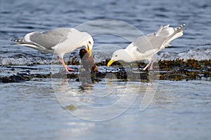 Glaucous-winged Gull caught a sea cucumber for lunch