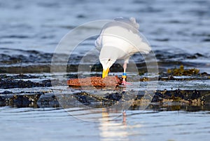 Glaucous-winged Gull caught a sea cucumber for lunch