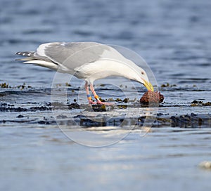 Glaucous-winged Gull caught a sea cucumber for lunch