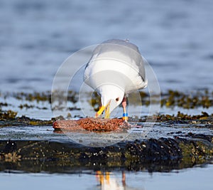 Glaucous-winged Gull caught a sea cucumber for lunch