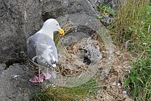 Glaucous-winged Gull with Chick Calling