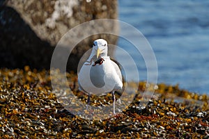 Glaucous-winged Gull feeding at seaside