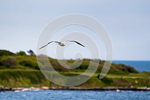 A Glaucous-winged Gull in flight