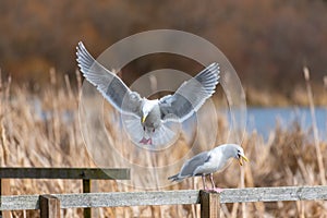 Glaucous-winged Gull in fly