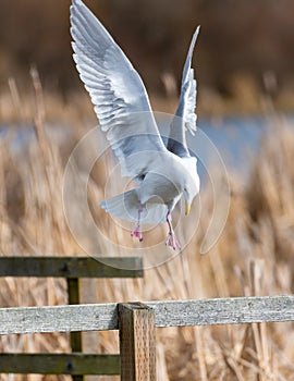 Glaucous-winged Gull in fly