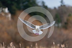 Glaucous-winged Gull in fly