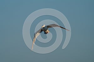 Glaucous winged Gull in fly