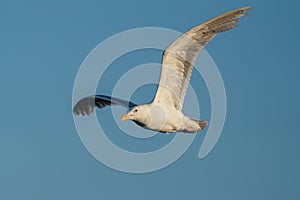 Glaucous winged Gull in fly