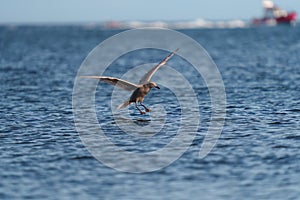 Glaucous winged Gull in fly