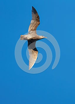 Glaucous winged Gull in fly