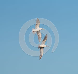 Glaucous winged Gull in fly