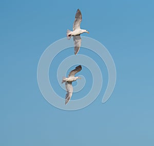 Glaucous winged Gull in fly