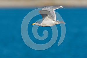 Glaucous winged Gull in fly photo