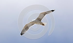 Glaucous-winged Gull flying in ocean in south France
