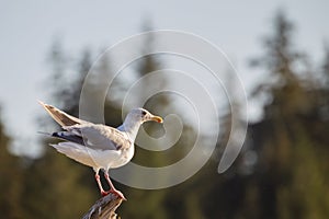 Glaucous-winged gull Larus glaucescens