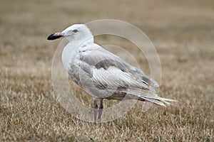 Glaucous-winged Gull (Larus glaucescens)