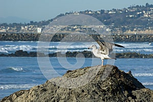 Glaucous-winged Gull. Ocean Beach, CA. photo