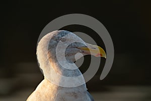 Glaucous winged Gull resting