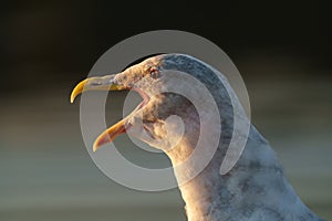 Glaucous winged Gull resting