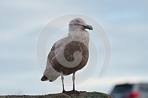 Glaucous winged Gull resting