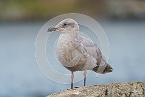 Glaucous winged Gull resting