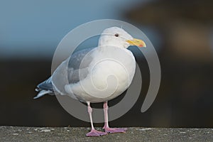 Glaucous-winged Gull resting at seaside