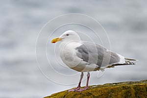 Glaucous-winged Gull resting at seaside