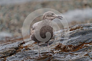 Glaucous-winged Gull resting at seaside