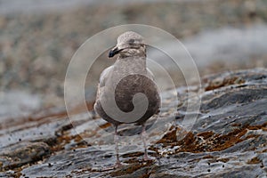 Glaucous-winged Gull resting at seaside