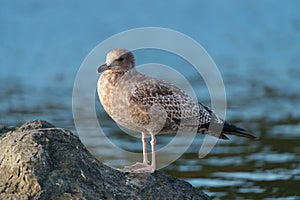 Glaucous-winged Gull resting at seaside