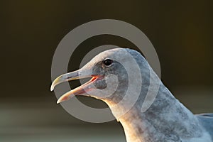 Glaucous-winged Gull resting at seaside